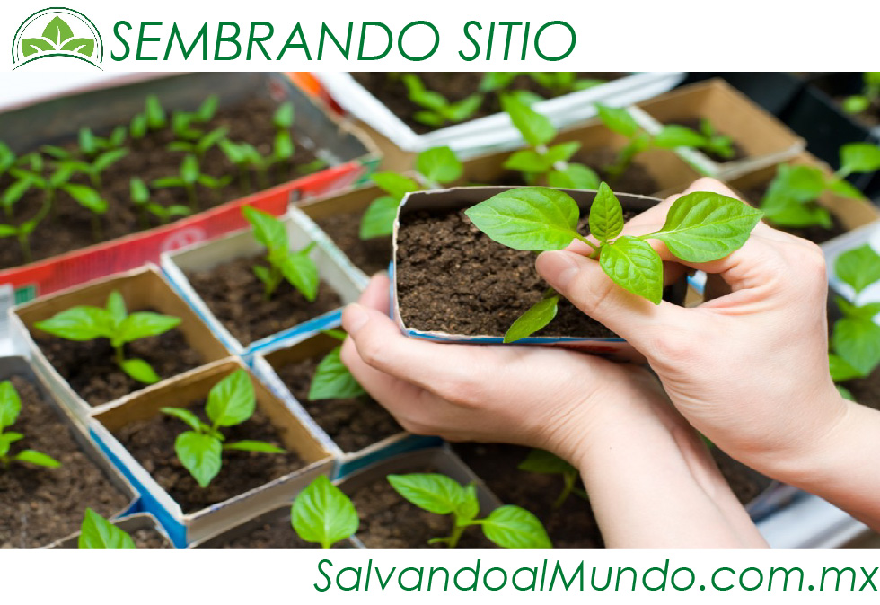 sembrando sitio